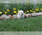 Small Photo #30 Bichon Frise Puppy For Sale in HUMBOLDT, IL, USA
