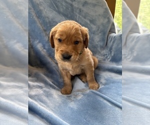 Golden Retriever Puppy for sale in CHIPPEWA FALLS, WI, USA
