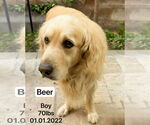 Small #2 Golden Retriever