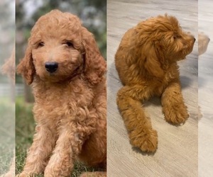 Goldendoodle Puppy for sale in SCHAUMBURG, IL, USA