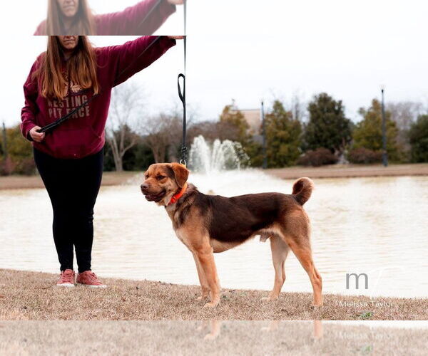 Medium Photo #6 Mutt Puppy For Sale in Doylestown, PA, USA