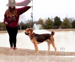 Small #5 Mutt