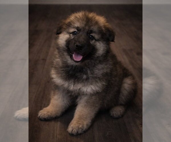 Medium Photo #1 German Shepherd Dog Puppy For Sale in MARYSVILLE, PA, USA