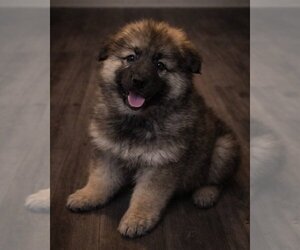 Medium German Shepherd Dog