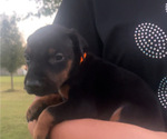 Puppy Orange male Doberman Pinscher