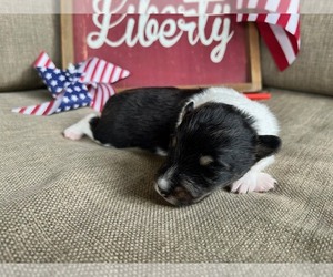 Shetland Sheepdog Puppy for sale in KINGSPORT, TN, USA