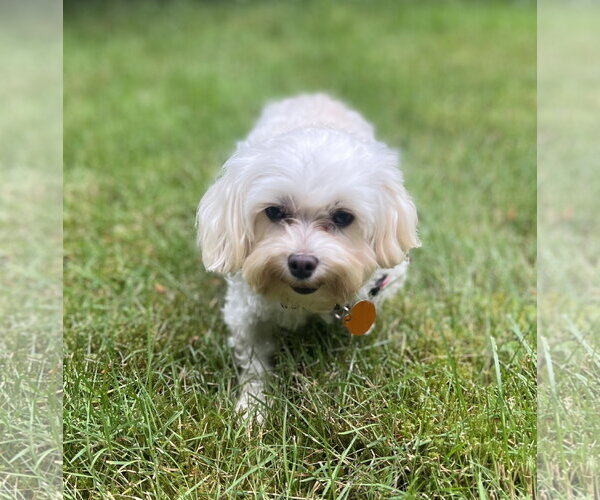 Medium Photo #2 Maltipoo (Miniature) Puppy For Sale in Bellevue, WA, USA