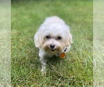 Small #1 Maltipoo (Miniature)