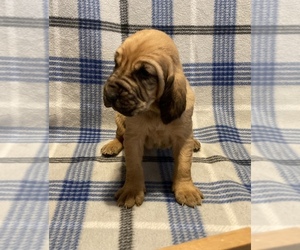 Bloodhound Puppy for sale in FORT MORGAN, CO, USA
