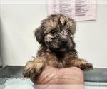 Small Poodle (Miniature) Mix