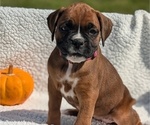 Puppy Fifi Boxer