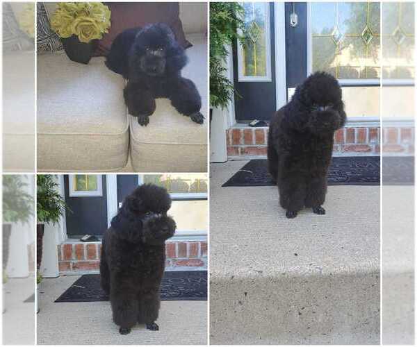 Medium Photo #1 Poodle (Toy) Puppy For Sale in BRONX, NY, USA