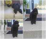 Small Photo #1 Poodle (Toy) Puppy For Sale in BRONX, NY, USA