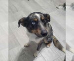 Small Mutt