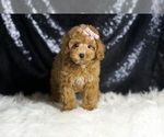 Small Photo #88 Poodle (Toy) Puppy For Sale in WARSAW, IN, USA