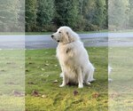 Small #8 Great Pyrenees