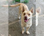 Small #1 Cardigan Welsh Corgi Mix