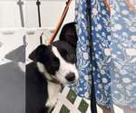 Tana - Female Border Collie Dog for Adoption - Small photo