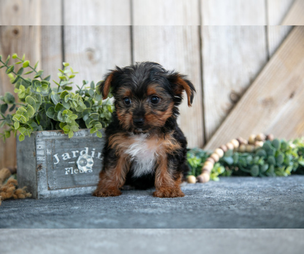 Medium Photo #4 Yorkshire Terrier Puppy For Sale in GREENWICH, OH, USA