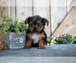 Small #2 Yorkshire Terrier