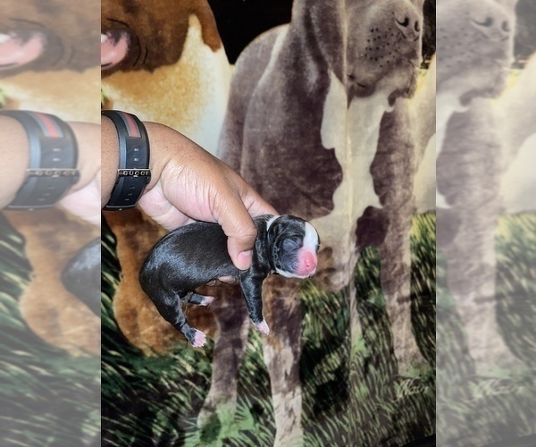 Medium Photo #6 American Pit Bull Terrier Puppy For Sale in TRENTON, NJ, USA