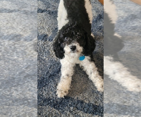Medium Photo #1 Poodle (Toy) Puppy For Sale in MORRISON, CO, USA
