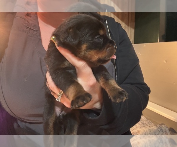 Medium Photo #27 Rottweiler Puppy For Sale in GREEN SPRINGS, OH, USA