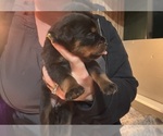 Small Photo #27 Rottweiler Puppy For Sale in GREEN SPRINGS, OH, USA