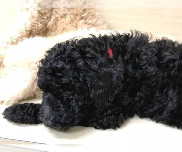 Medium Photo #4 Poodle (Standard) Puppy For Sale in PLANT CITY, FL, USA