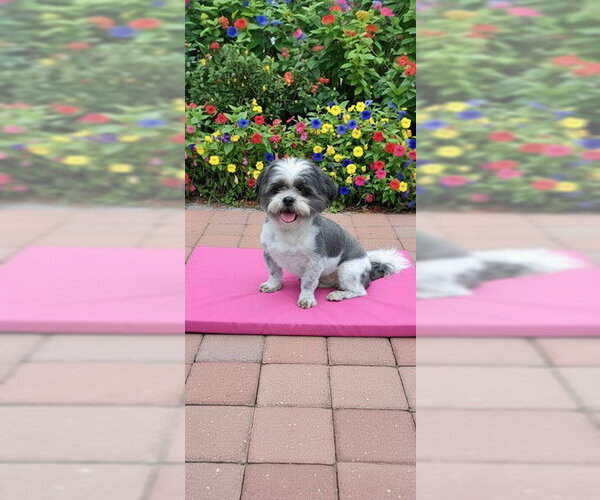 Medium Photo #6 Shih Tzu Puppy For Sale in Weston, FL, USA