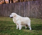 Small Photo #7 English Cream Golden Retriever Puppy For Sale in CONROE, TX, USA