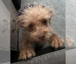 Mutt Dogs for adoption in pomfret, CT, USA