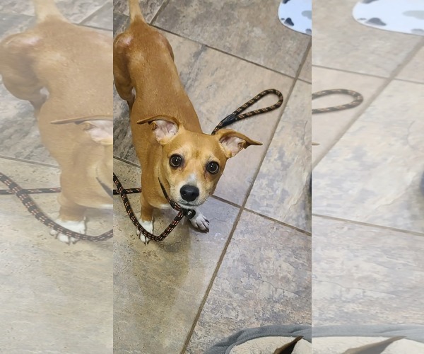 Medium Photo #2 Chihuahua-Unknown Mix Puppy For Sale in Westwood, NJ, USA