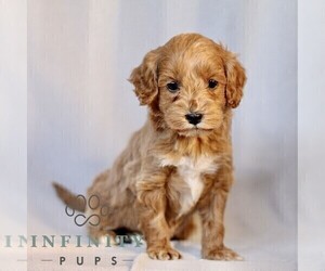 Goldendoodle (Miniature) Puppy for sale in LEOLA, PA, USA