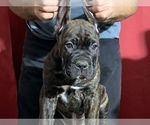 Small Photo #14 Cane Corso Puppy For Sale in COTTAGE GROVE, OR, USA