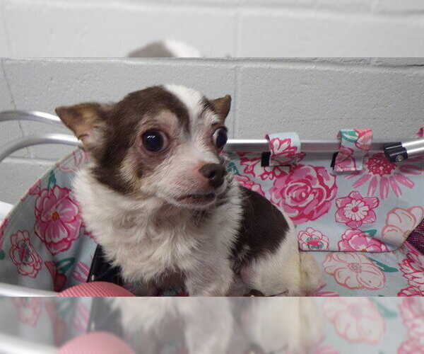 Medium Photo #1 Chihuahua Puppy For Sale in Augusta, GA, USA