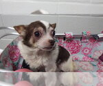 Small Chihuahua