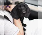 Small #2 Labrador Retriever