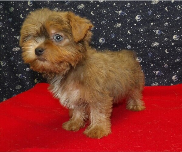 Medium Photo #1 Yorkshire Terrier Puppy For Sale in PATERSON, NJ, USA