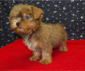 Medium Yorkshire Terrier