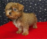 Puppy Aidan Yorkshire Terrier