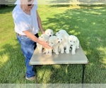 Small Great Pyrenees