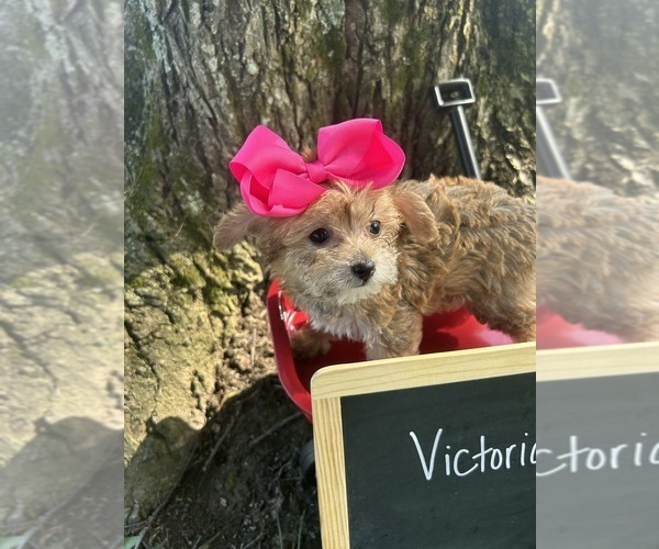 Medium Photo #7 Yo-Chon Puppy For Sale in WEST UNION, OH, USA