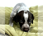 Puppy Tom DogLong German Shorthaired Pointer