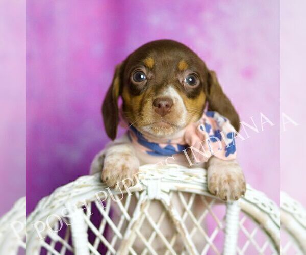 Medium Photo #29 Dachshund Puppy For Sale in WARSAW, IN, USA