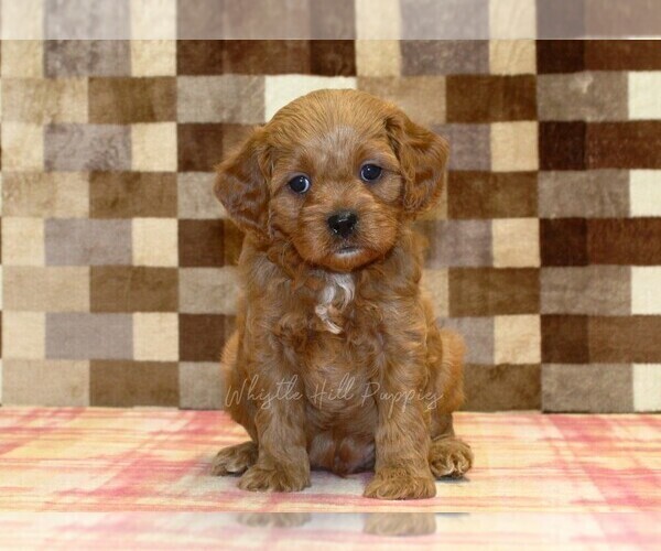 Medium Photo #4 Cavapoo (Miniature) Puppy For Sale in DENVER, PA, USA