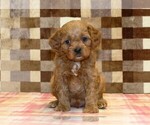 Small #3 Cavapoo (Miniature)