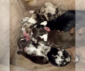 Miniature Australian Shepherd Puppy for sale in NASELLE, WA, USA