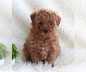 Poodle (Miniature) Puppy for sale in FREDERICKSBURG, OH, USA