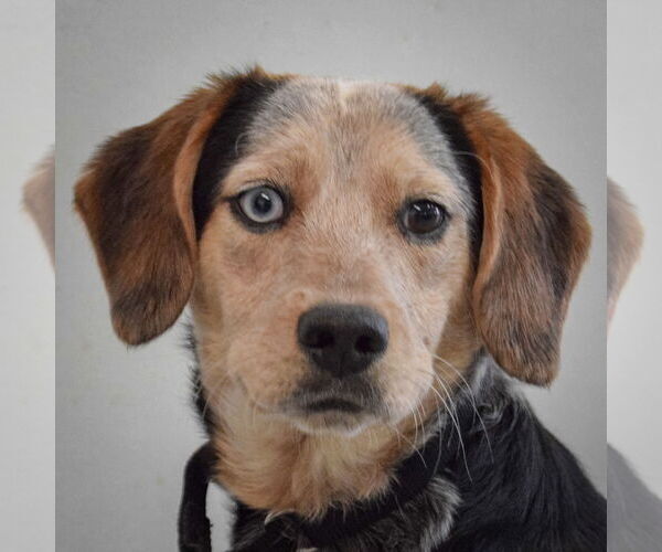 Medium Photo #1 Australian Shepherd-Beagle Mix Puppy For Sale in Huntley, IL, USA